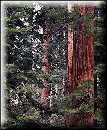 rajio nihon (Radio Japan)