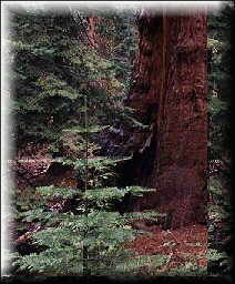 kanzen (Vollkommenheit)